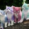 wsweepeng